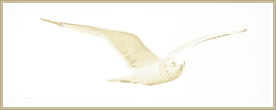 Ringbilled Gull in Flight Photograph by A Macarthur Gurmankin