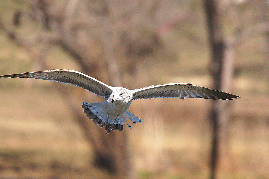 Bird Photograph - Ringed-billed Gull In Flight by Roy Williams Bird Photograph - Ringed-billed Gull In Flight by Roy Williams