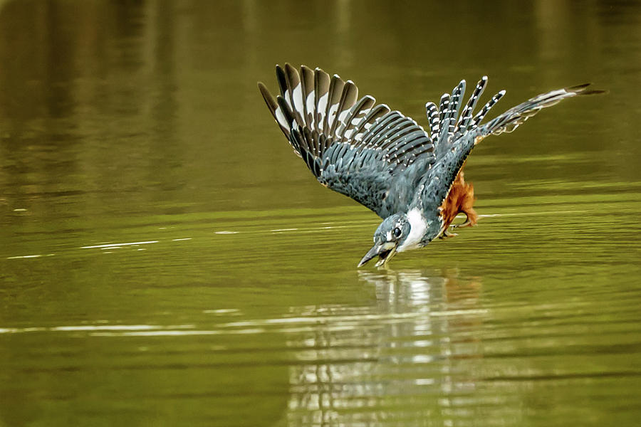Ringed Kingfisher at river impact Photograph by Steven Upton