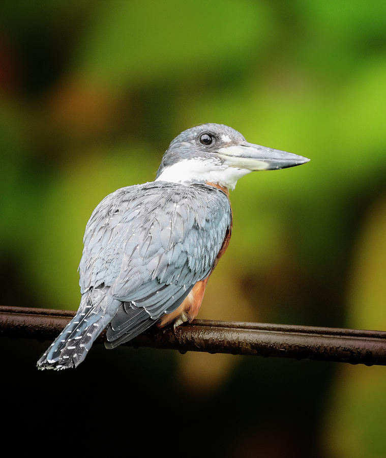 Ringed Kingfisher Costa Rica Photograph by Joan Carroll