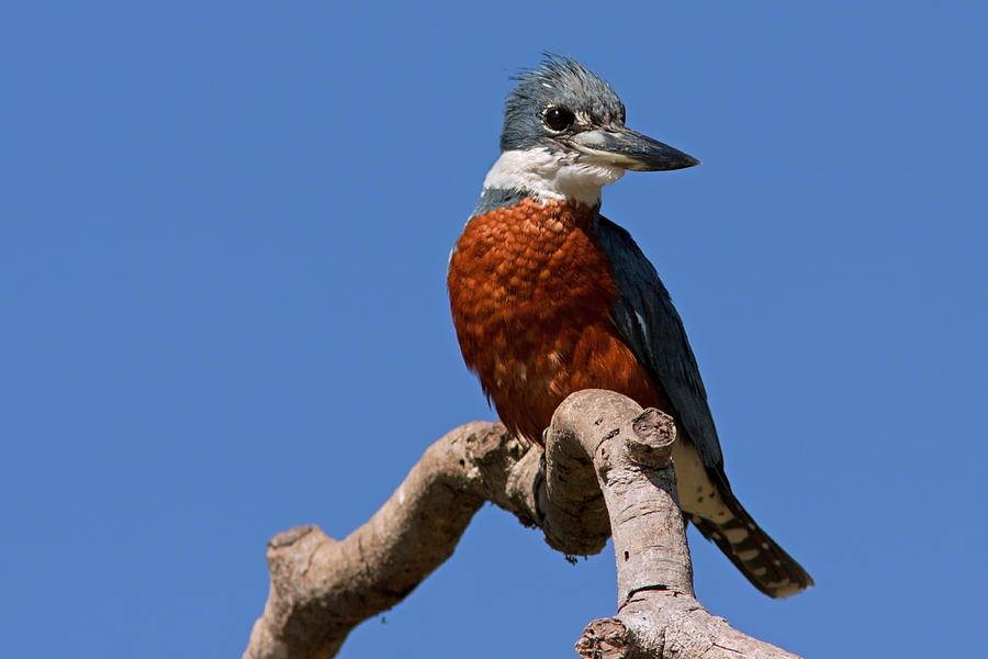 Ringed Kingfisher on Branch Photograph by Aivar Mikko