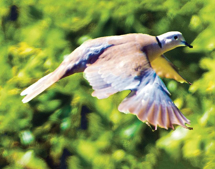 Ringed Neck Dove In Flight Photograph by William Bitman