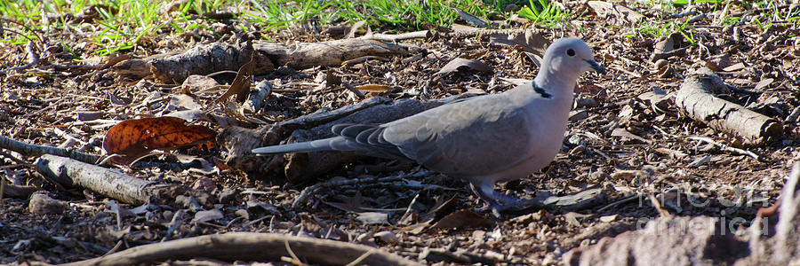 Ringed Turtle Dove Photograph by Donna Brown