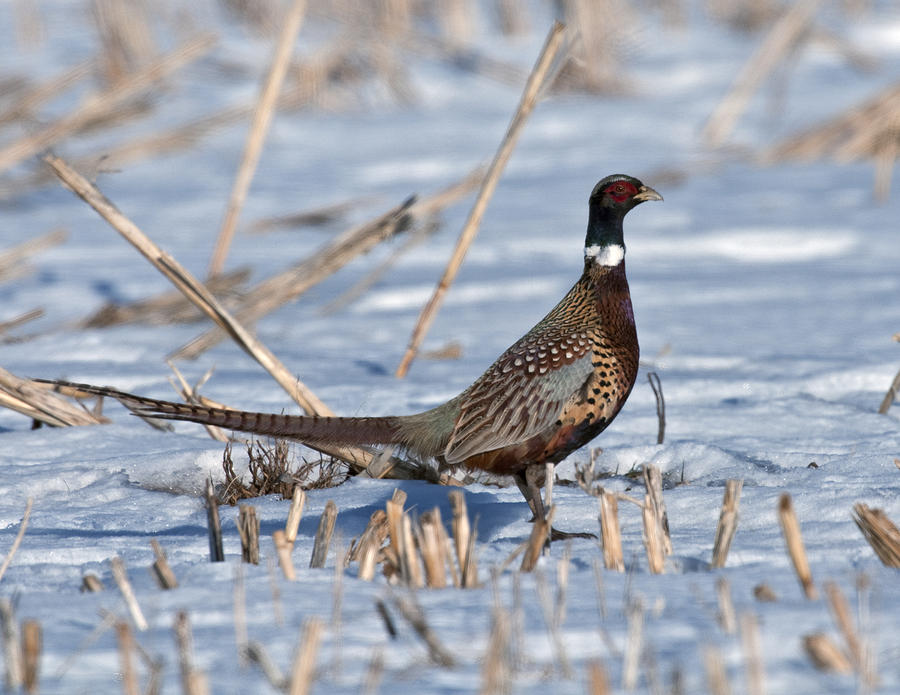 Ringneck Pheasant Rooster in Snow Photograph by Gary Langley