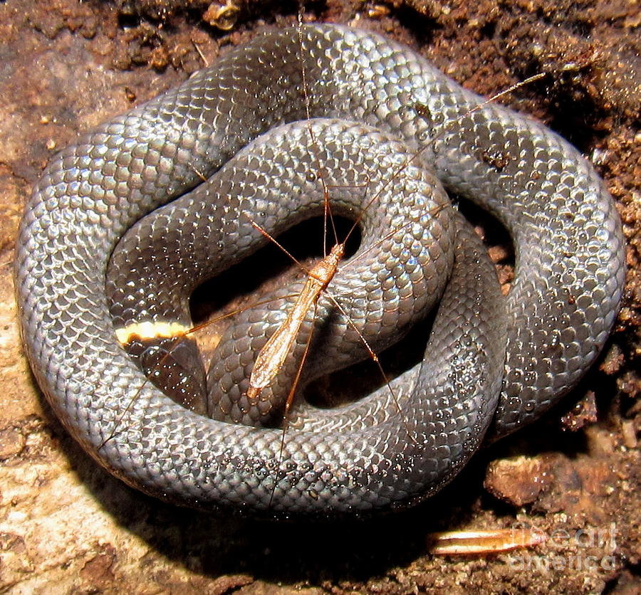 Ringneck Snake Photograph by Joshua Bales