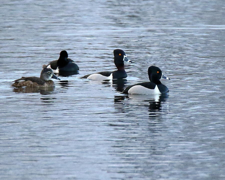 Ringnecked Ducks Photograph by Arvin Miner