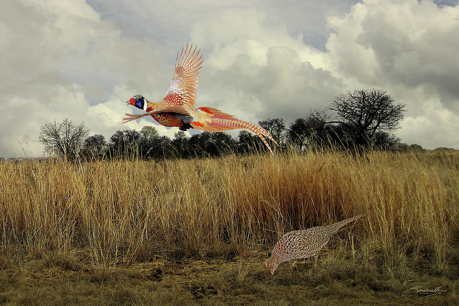 Ringnecked Pheasants  Digital Art by M Spadecaller