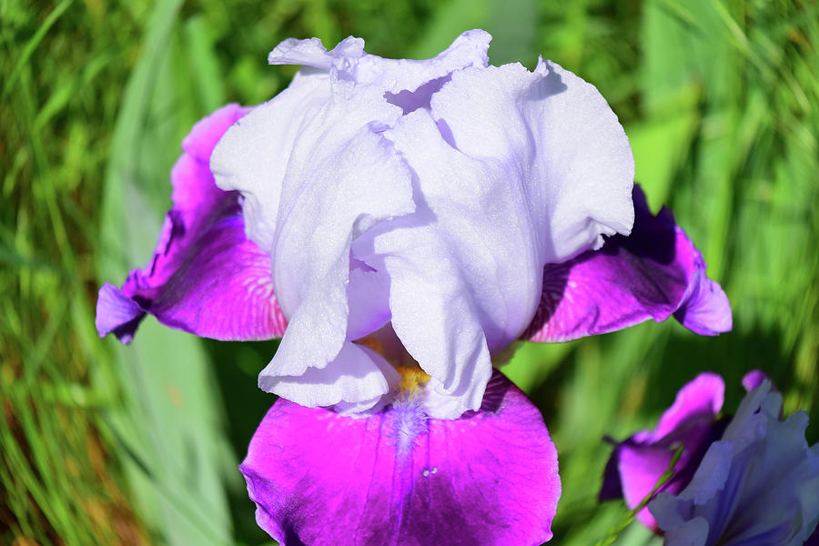 Ringo Iris - 1 Photograph