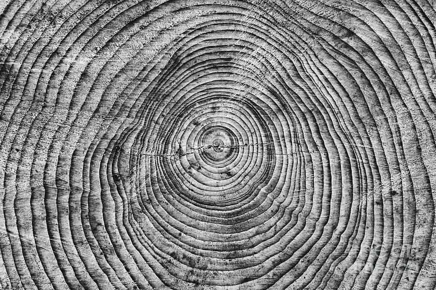 Tree Photograph - Rings of Growth by Tim Gainey