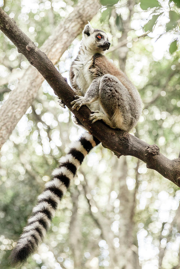 Ringtail Lemur Photograph by Alexey Stiop