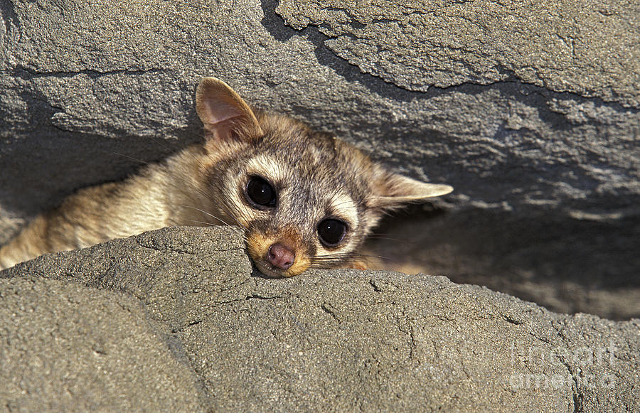 Ringtail Or Ring-tailed Cat Photograph by Gerard Lacz