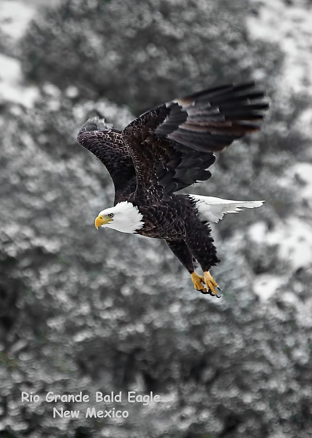 Rio Grande Bald Eagle Photograph by Britt Runyon