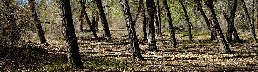 Rio Grande Bosque Near Bernalillo New Mexico Photograph