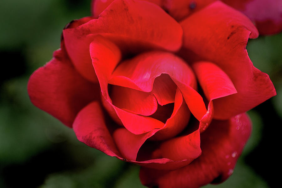 Rio Red Rose Photograph by Don Johnson