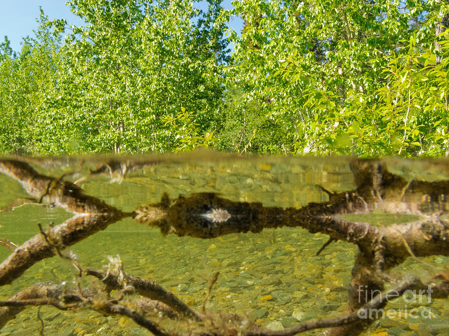 Riparian ecosystem taiga lake shallow shore water Photograph by Stephan ...