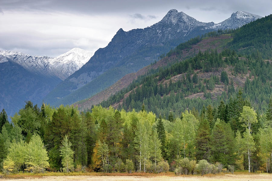 Riparian Forest And Cabinet Mountains Wilderness Montana