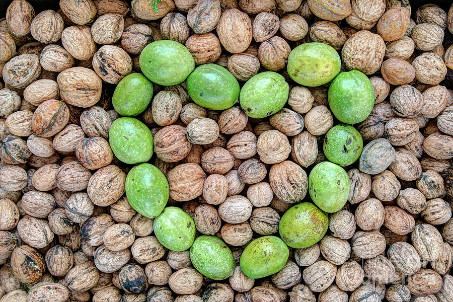 Ripe and unripe walnuts Photograph by Michal Boubin