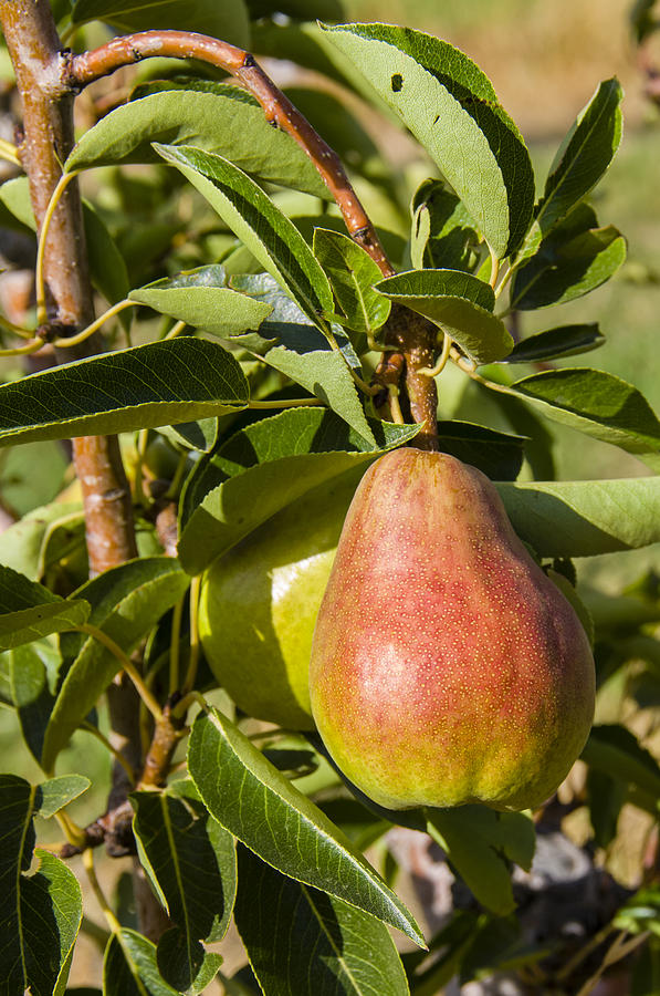 https://images.fineartamerica.com/images/artworkimages/mediumlarge/1/ripe-bartlett-pear-on-tree-ready-to-be-picked-john-trax.jpg