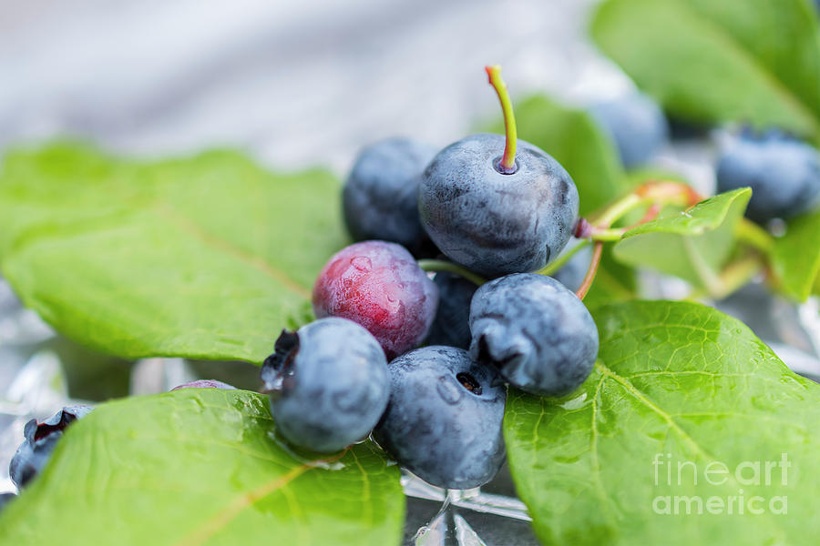 Ripe blueberries and leafs Photograph by Sophie McAulay