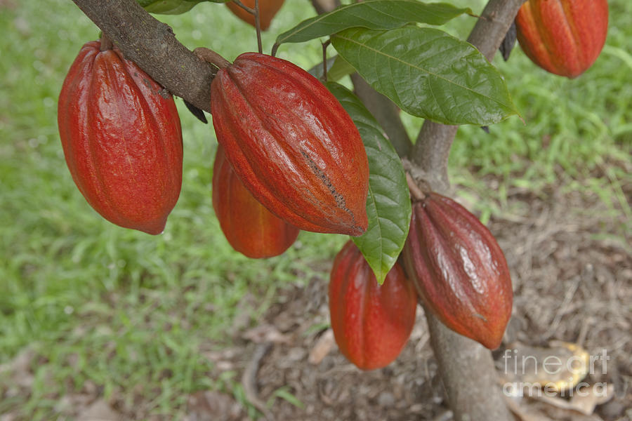 Ripe Cacao Pods Photograph by Inga Spence