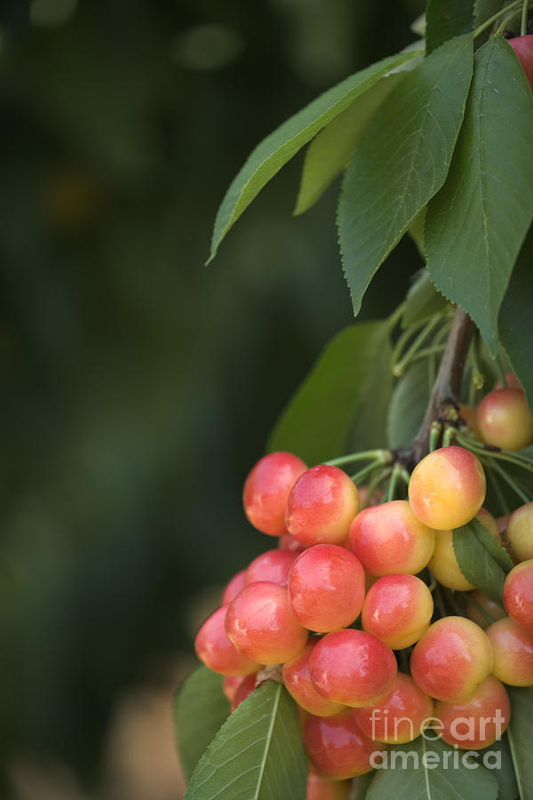 Ripe Cherries On Branch Photograph by Inga Spence