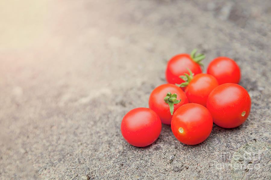 Ripe cherry tomatoes Photograph by Sophie McAulay