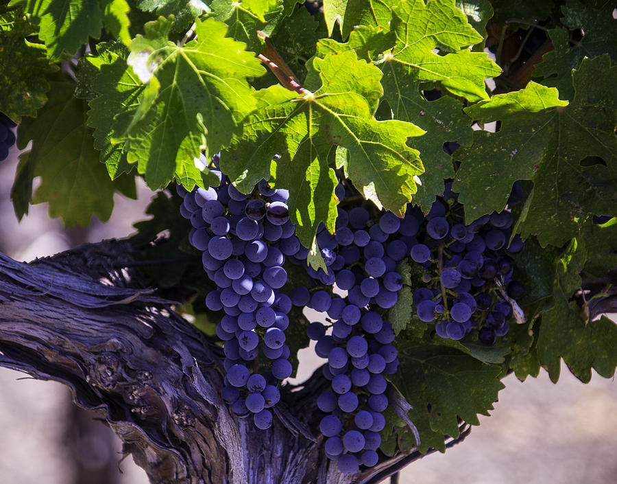 Grape Photograph - Ripe Grapes by Garry Gay