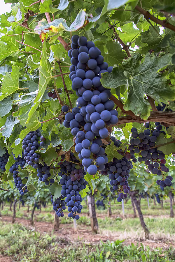 Grape Photograph - Ripe Grapes on the Vine by Georgia Clare