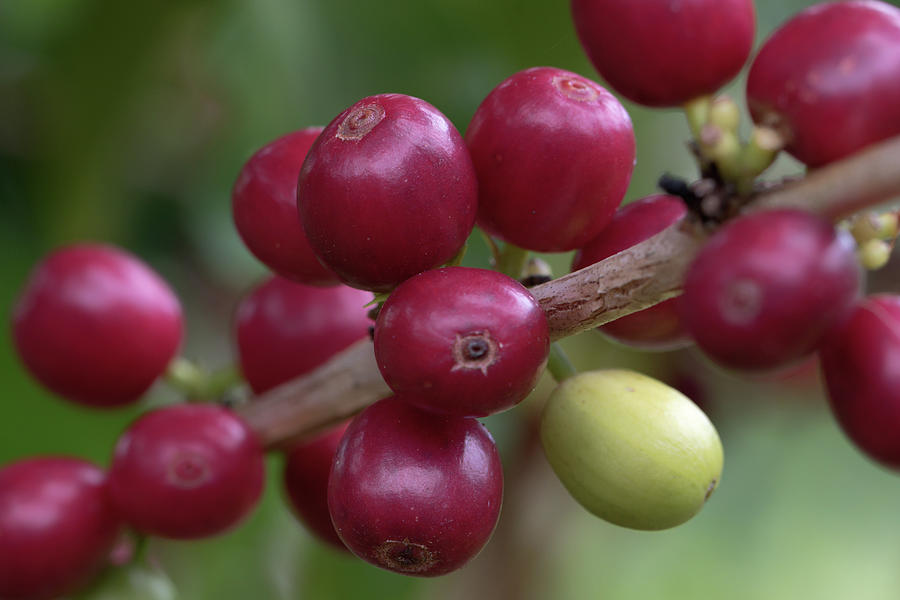 Ripe Kona Coffee Cherries Photograph by Susan Rissi Tregoning
