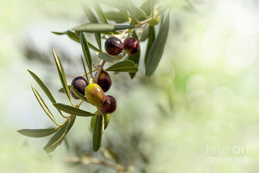Greek Photograph - Ripe Olives Branch by Corina Daniela Obertas