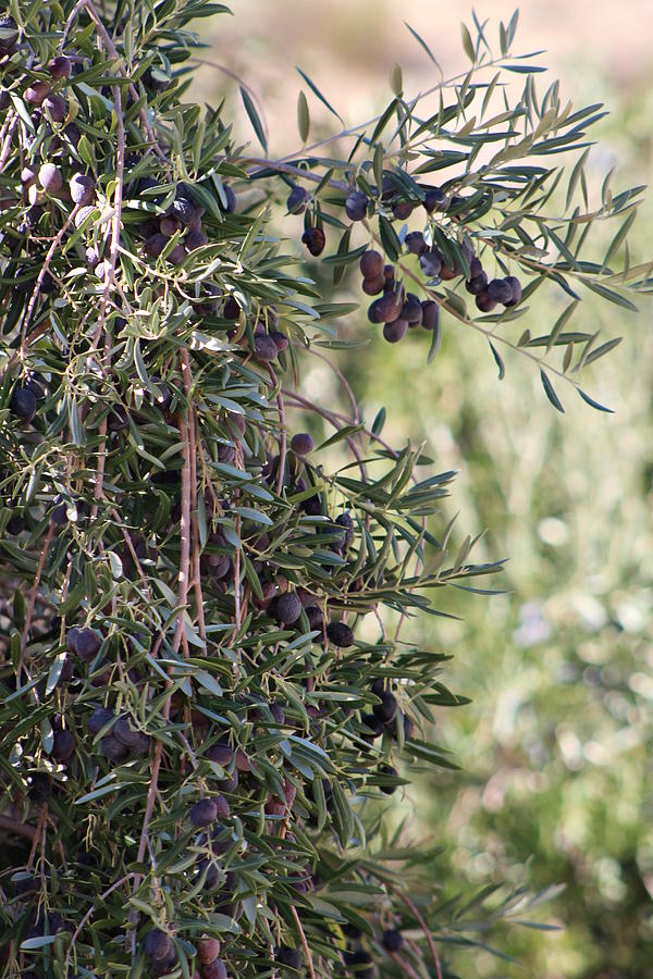 Ripe Olives on Tree Photograph by Colleen Cornelius