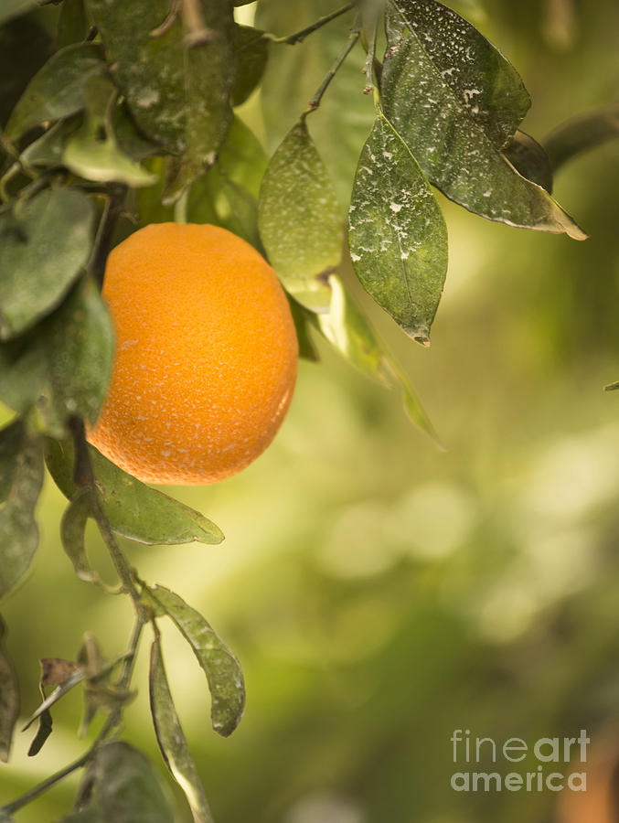 Juice Photograph - Ripe Orange by Juli Scalzi