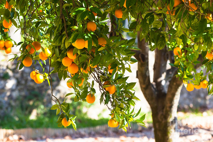 Ripe Oranges On Tree Photograph By Dvoevnore Photo Fine Art America