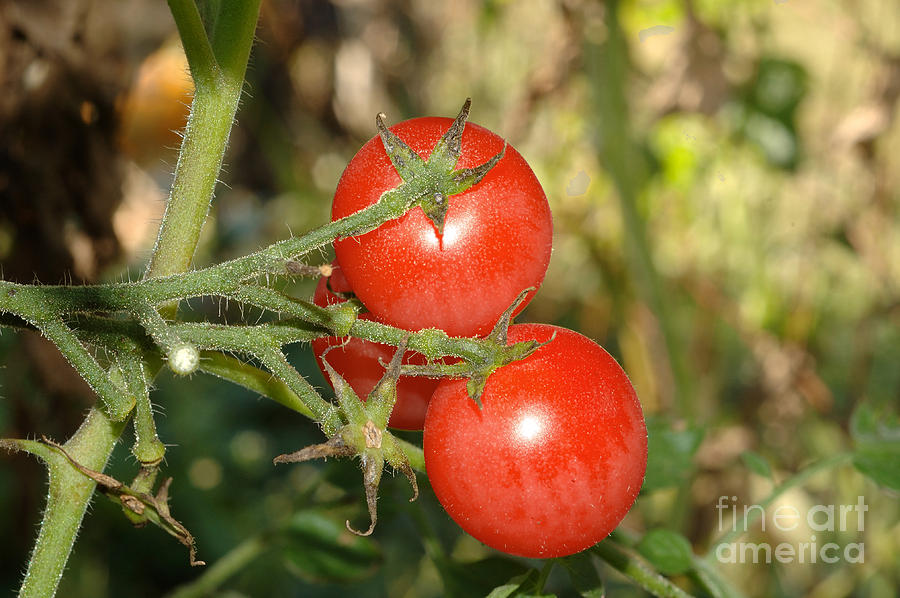 Ripe Red Cherry Tomatoes Photograph by John Kaprielian