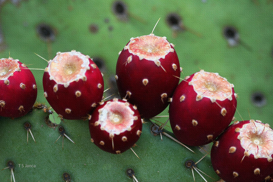 Ripe Red Prickly Pear Fruit Photograph by Tom Janca