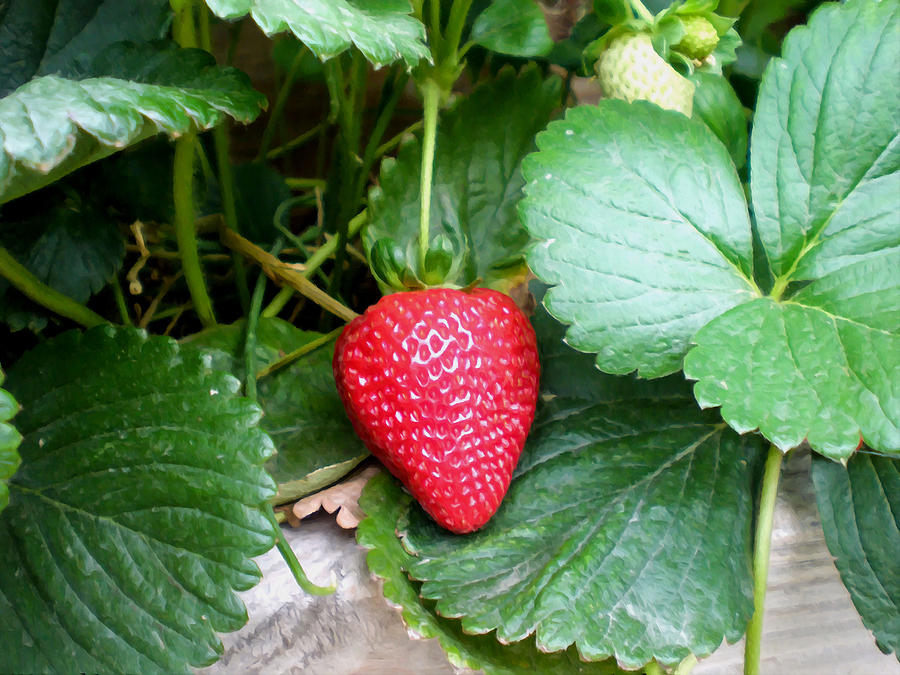 Ripe strawberries in a garden Painting by Jeelan Clark