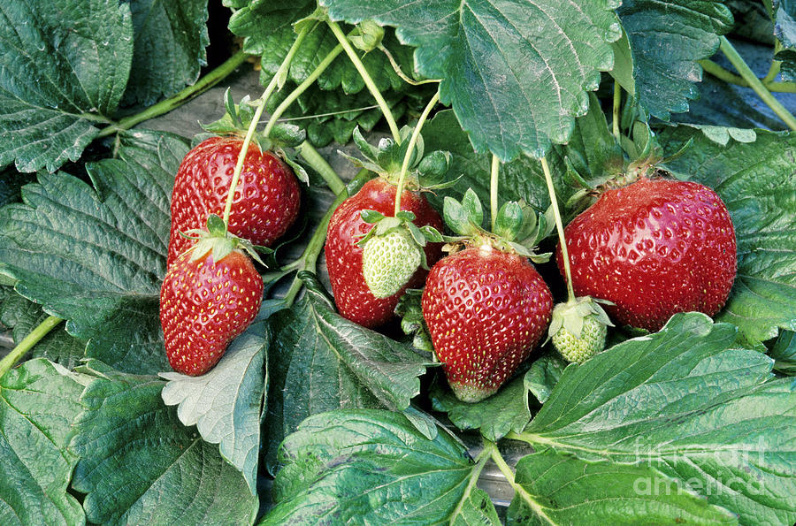 Ripe Strawberries Photograph by Inga Spence