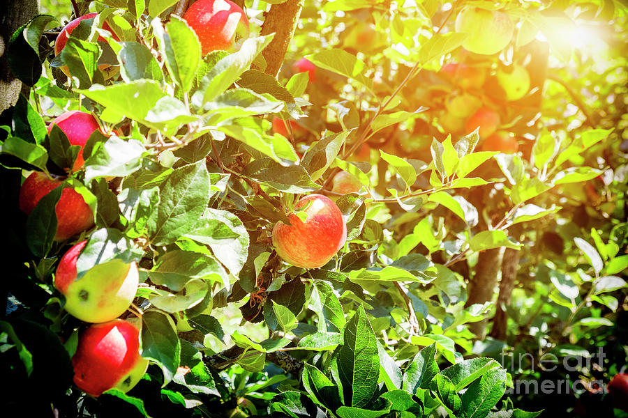  Ripe Summer  Apples  Photograph by Ariadna De Raadt