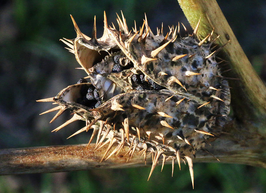 Ripe Thorn Apple Photograph by William Selander