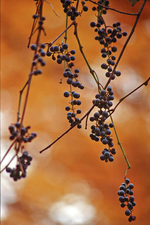 Ripe wild grapes by Peter Pauer Ripe wild grapes by Peter Pauer