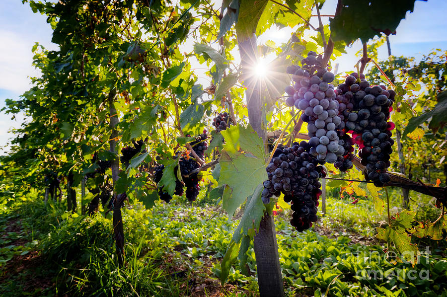 Ripe Wine Grapes On Vines In Tuscany Italy Photograph By Michal