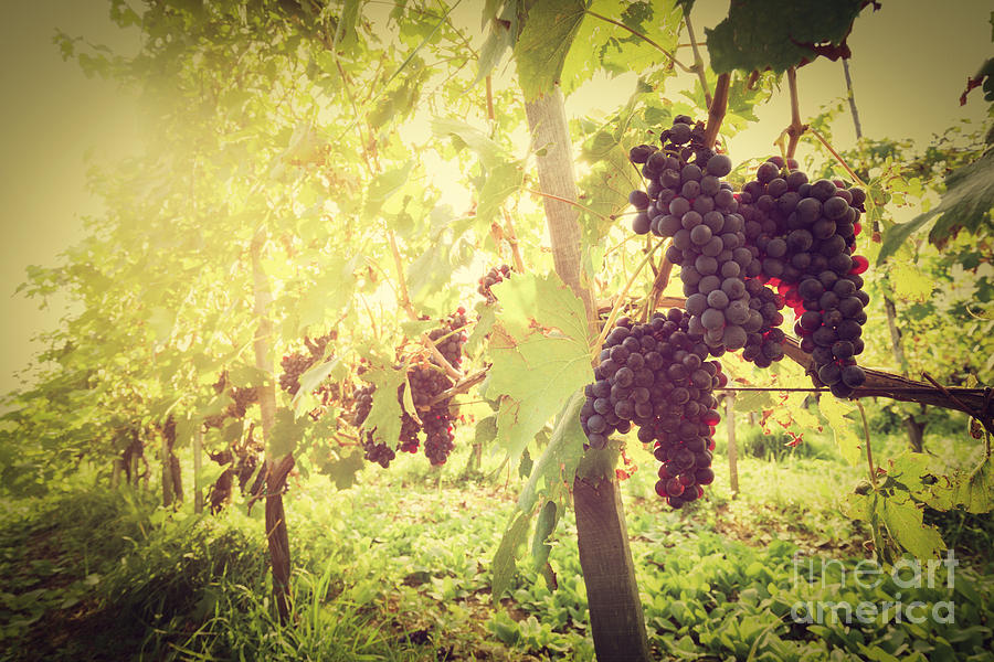 Ripe Wine Grapes On Vines In Tuscany Vineyard Italy Photograph By