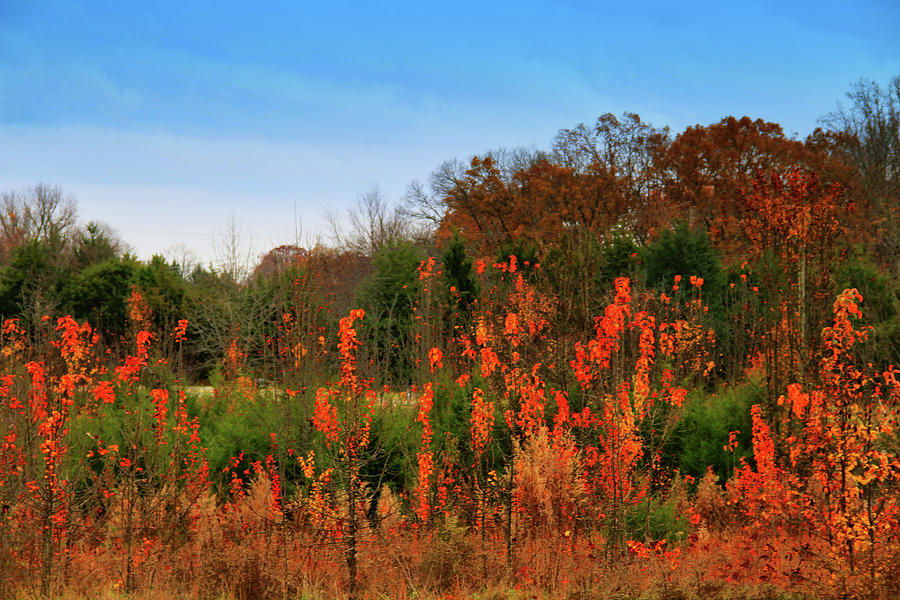 Autumn Ripens in Virginia Photograph by Ola Allen