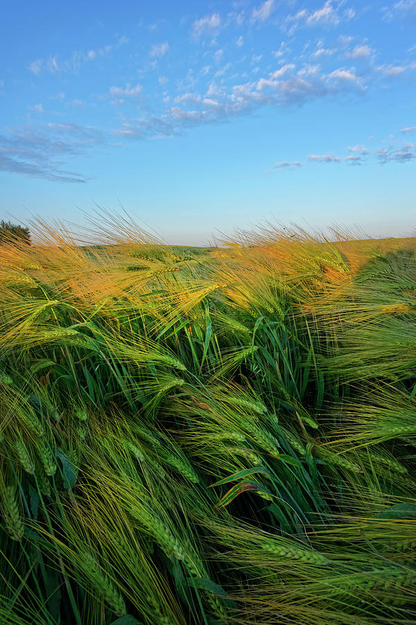 Ripening Barley Photograph by Dan Jurak