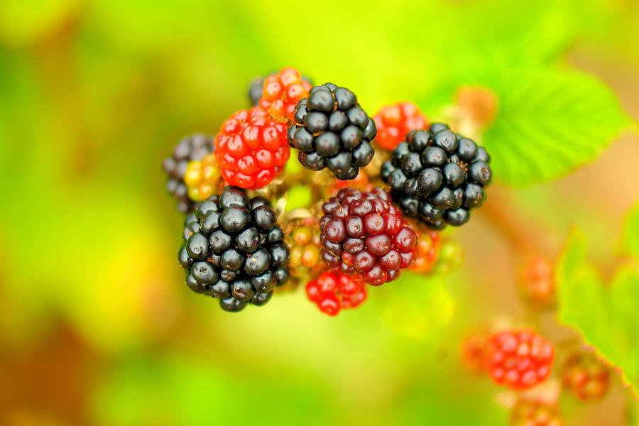 Ripening blackberries Photograph by Jeff Swan