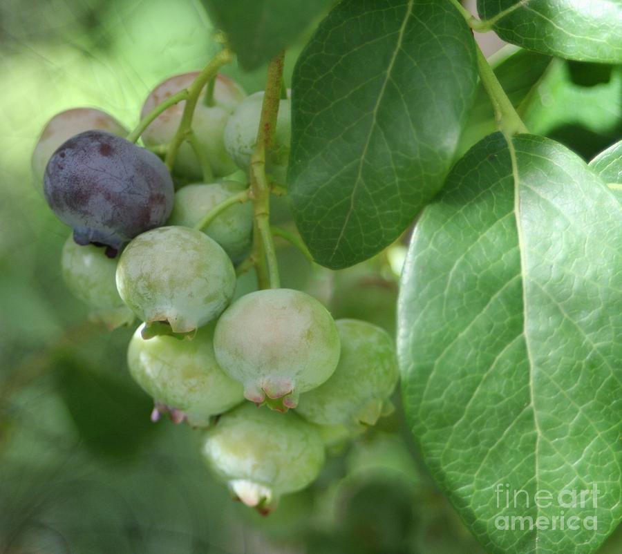 Ripening Blueberries Photograph by Barbara S Nickerson