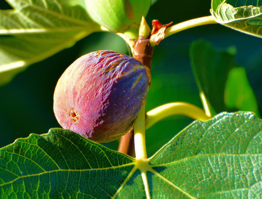 Ripening Fig Photograph by Josephine Buschman