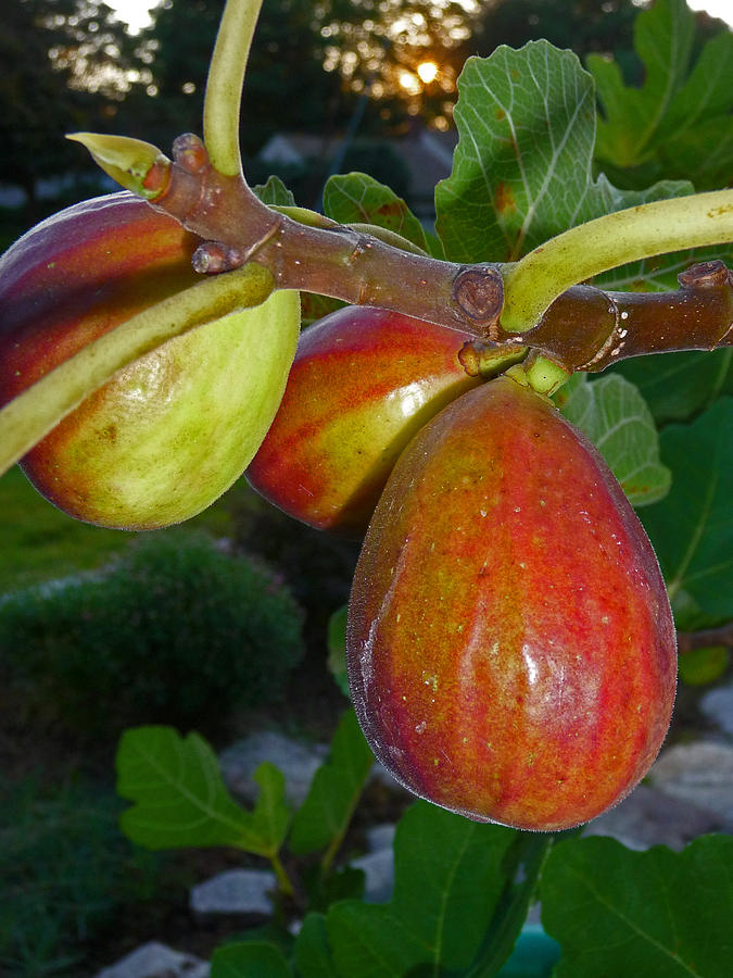 Ripening Figs Photograph by Margie Avellino