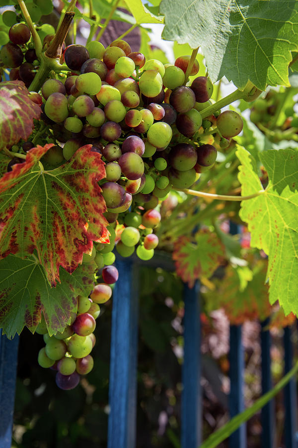 Ripening Grapes Photograph by Geoff Smith