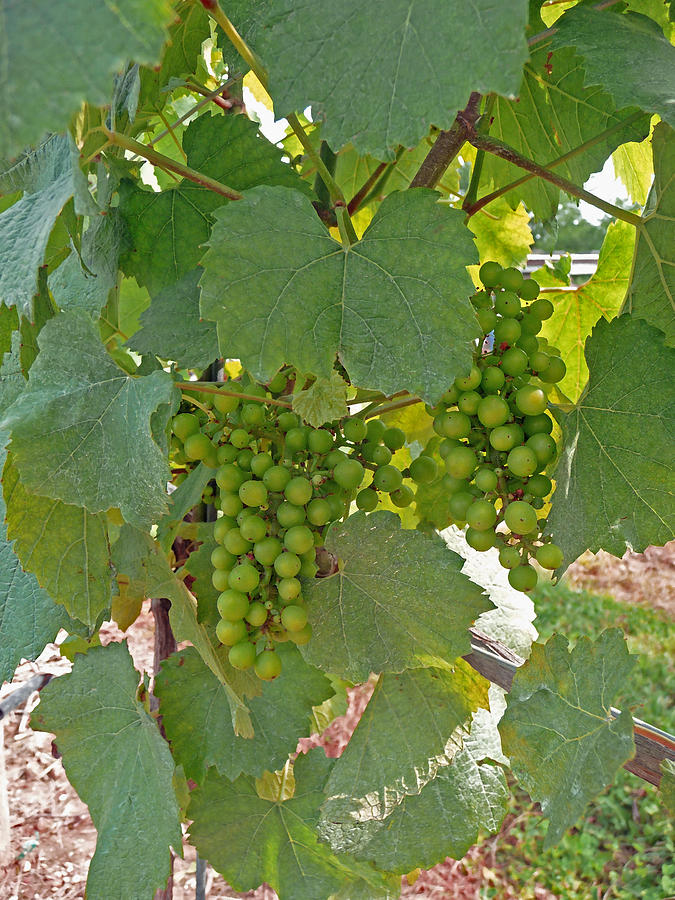 Ripening Grapes Photograph by Margie Avellino